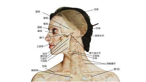 脖子下面的骨頭|脖子下边的骨头叫什么